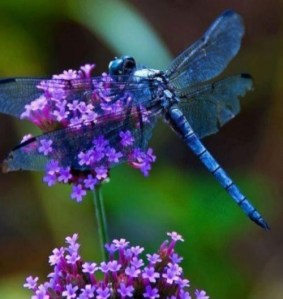 Blue dragonfly